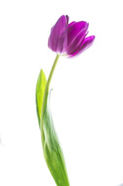 bahar çiçekleri beyaz arkaplanda izole laleler. 