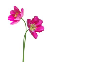 bahar çiçekleri laleler 