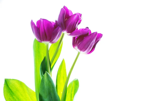 Bahar çiçekleri laleler — Stok fotoğraf