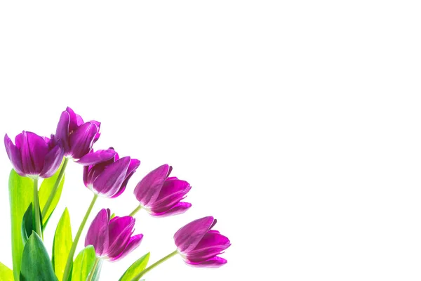 Spring flowers tulips — Stock Photo, Image