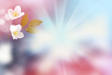 Yasemin şube hassas bahar çiçekleri beyaz