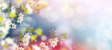 Çiçek açması şube elma. 