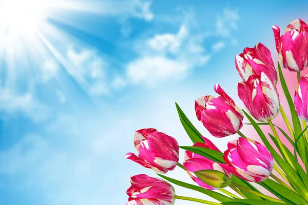 Flores brillantes y coloridas tulipanes — Foto de Stock