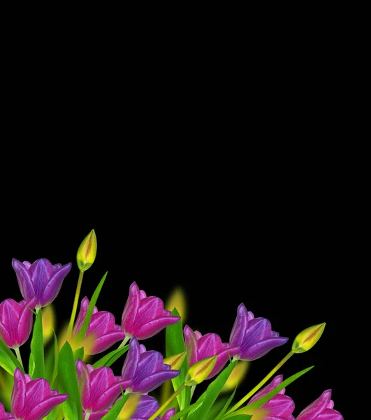 Flores de primavera tulipanes —  Fotos de Stock
