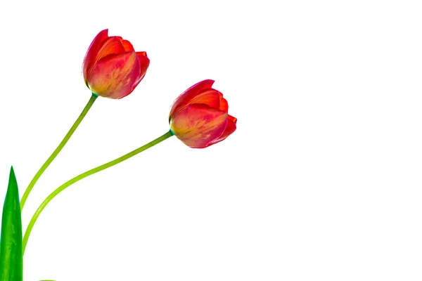 Spring flowers tulips — Stock Photo, Image