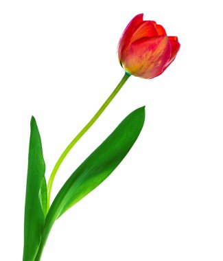 bahar çiçekleri laleler 