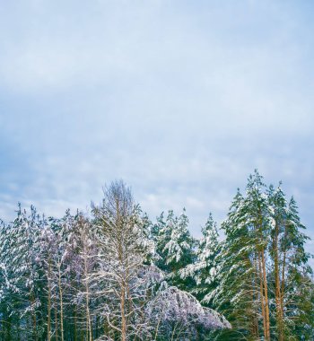  Karla kaplı ağaçlarla donuk kış ormanı.