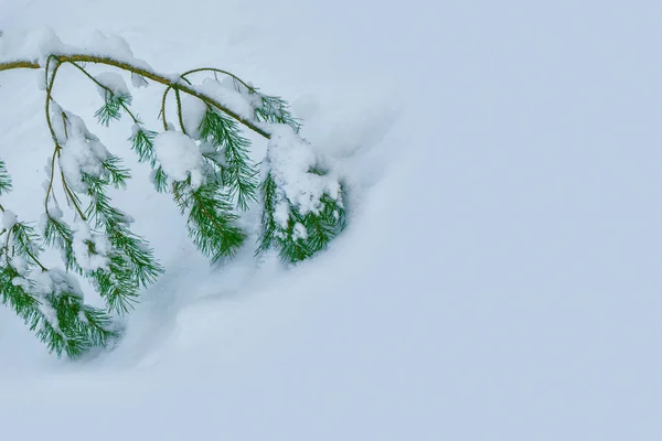 Forêt d'hiver gelée avec arbres enneigés. — Photo