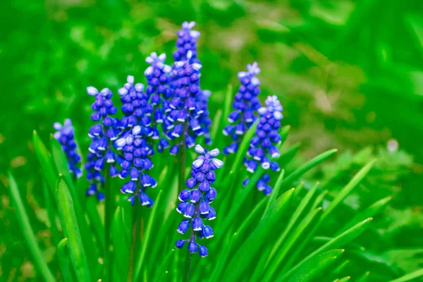 Spring flowers of hyacinth — Stock Photo, Image