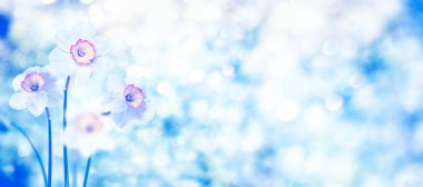 Bahar çiçeği nergis.