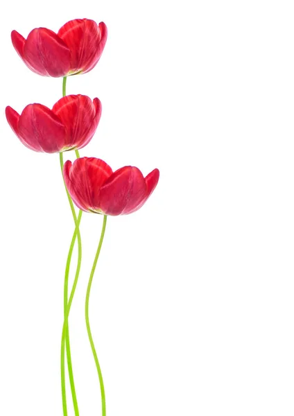 Fiori di primavera tulipani — Foto Stock