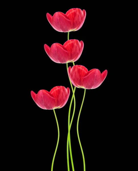 Blommor tulpaner isolerad på svart bakgrund. — Stockfoto