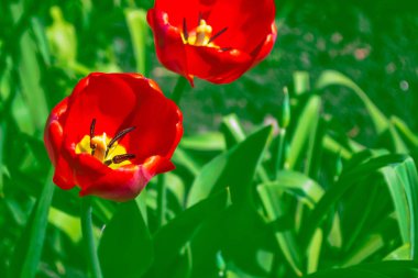 Parlak ve renkli çiçek Lale