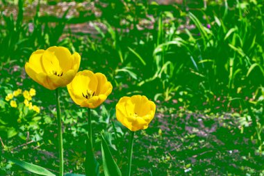 Parlak ve renkli çiçek Lale