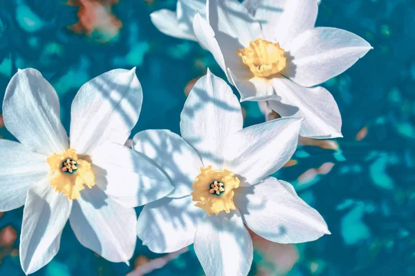 Frühlingsblumen der Narzissen. — Stockfoto