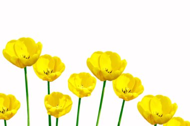 bahar çiçekleri laleler 