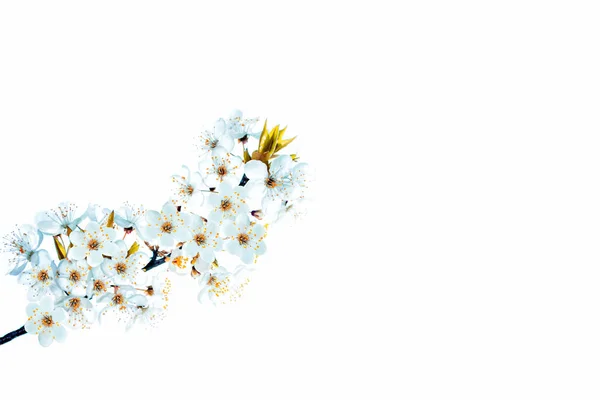 Rama floreciente de cereza aislada sobre un fondo blanco. — Foto de Stock