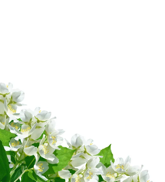Tak van jasmijn bloemen — Stockfoto