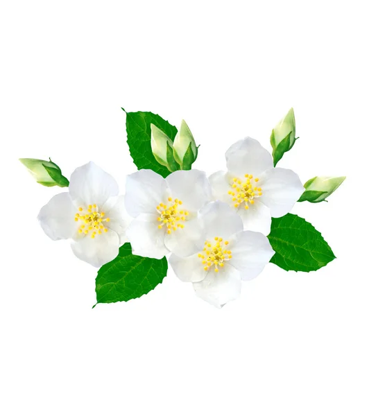 Branch of jasmine flowers — Stock Photo, Image