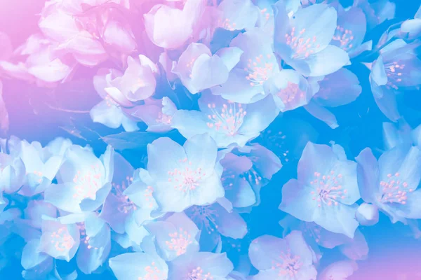 Yasemin şube hassas bahar çiçekleri beyaz