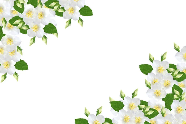 Ramo de flores de jasmim isolado no fundo branco . — Fotografia de Stock