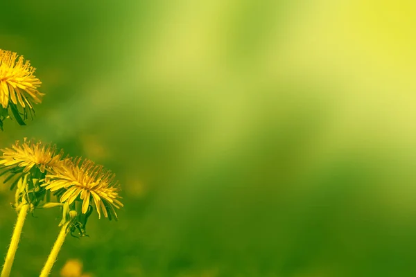 Flor de diente de león esponjosa contra el fondo del lan verano —  Fotos de Stock