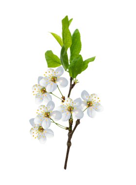 Beyaz arka planda izole edilmiş kiraz dalları. 