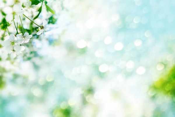 Leuchtend bunte Frühlingsblumen — Stockfoto