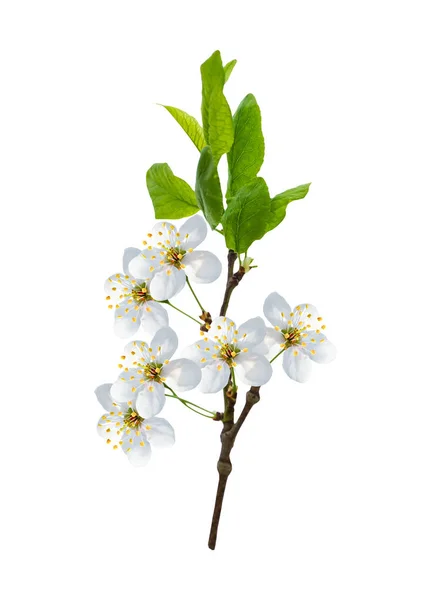 Flowering branch of cherry isolated on a white background. — Stock Photo, Image