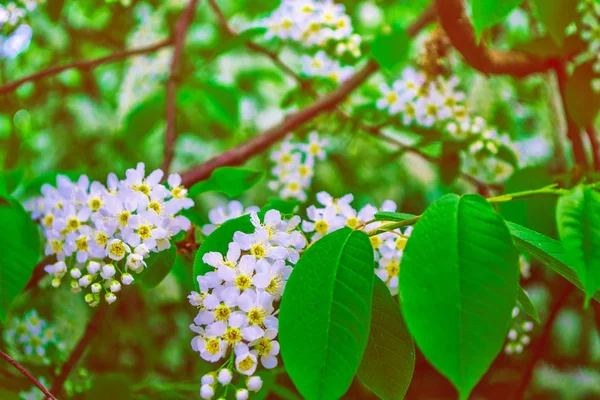 Cerejeira ramo florescente. Brilhante flores coloridas primavera — Fotografia de Stock