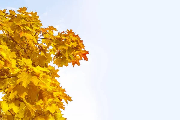 Herbstlandschaft mit leuchtend buntem Laub. Indischer Sommer. — Stockfoto