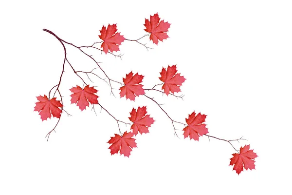 明るくカラフルな紅葉 — ストック写真
