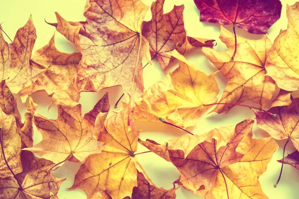 Fondo otoñal con hojas de colores brillantes . —  Fotos de Stock