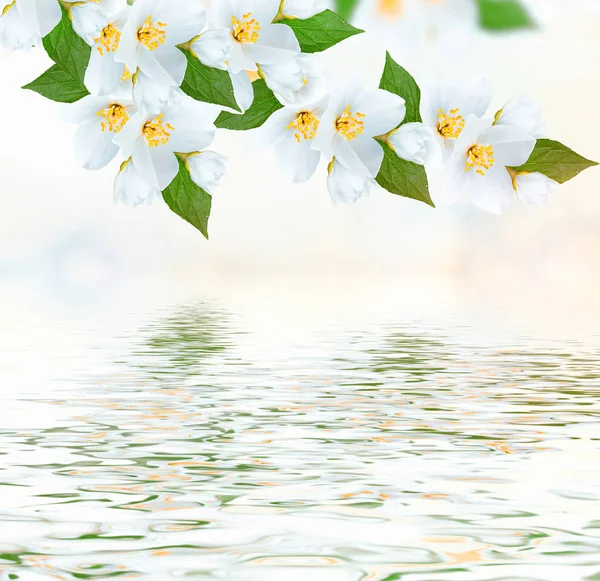 White jasmine The branch delicate spring flowers — Stock Photo, Image