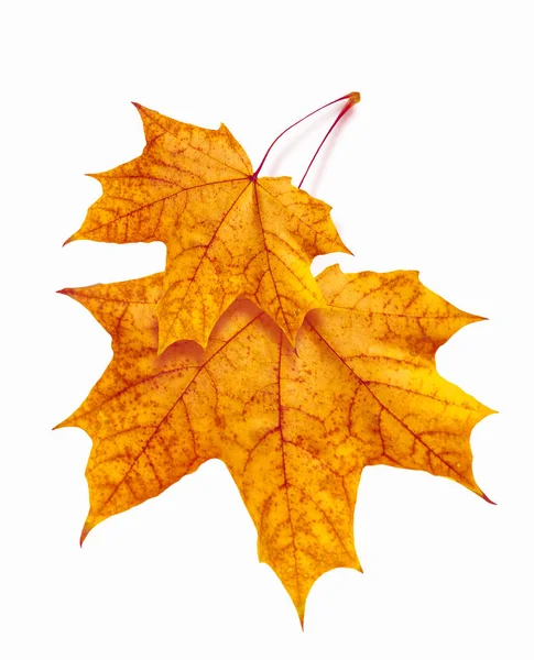 Folhas de outono coloridas brilhantes — Fotografia de Stock