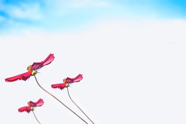 Fleurs cosmos colorées sur un fond de paysage d'été. — Photo