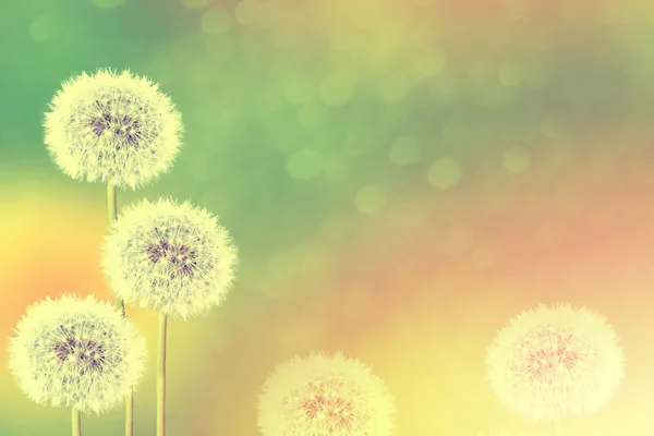 Fluffy dandelion flower against the background of the summer lan — Stock Photo, Image