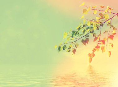 Arka plan bahar manzara üzerinde yeşil huş ağacı yaprakları.