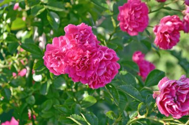  Hassas yabani gül Bahçe çiçek