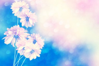 Sonbahar manzara arka plan üzerinde renkli yıldız çiçeği çiçek