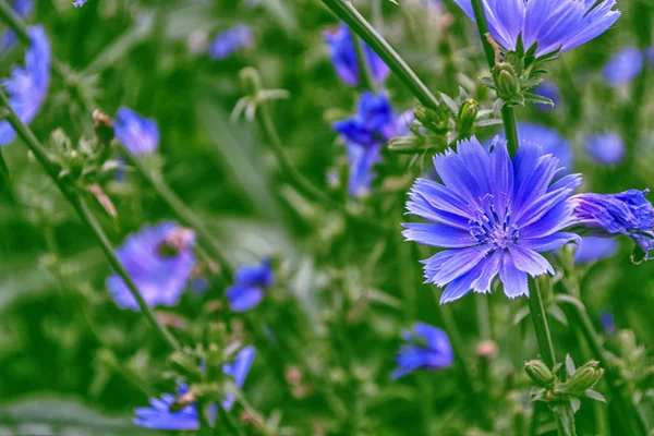 Ljusa blommor cikoria — Stockfoto