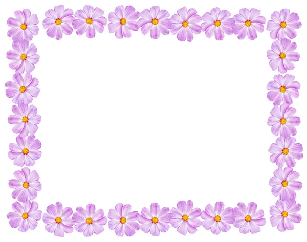 Parlak renkli cosmos çiçekler 