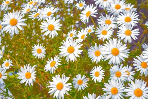 White bright daisy flowers on a background of the summer landsca — Stock Photo, Image