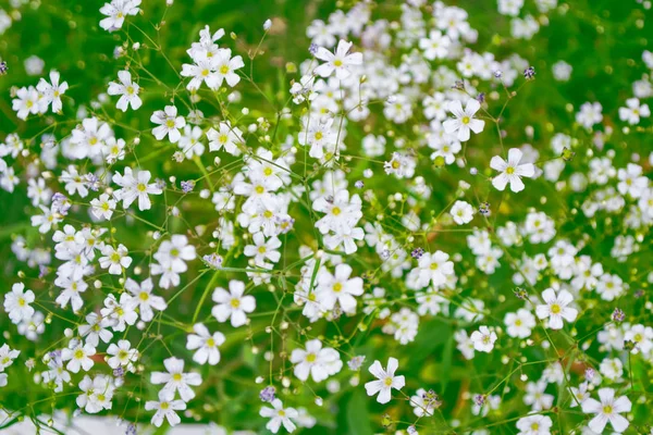 Flores de margarita blanca brillante sobre un fondo de la landsca de verano — Foto de Stock