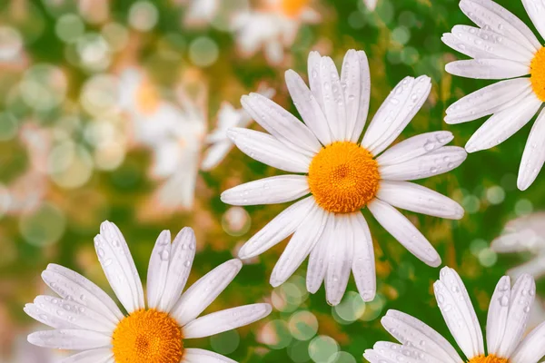 Flores de margarida brilhantes brancas em um contexto do landsca de verão — Fotografia de Stock