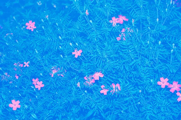 Ljusa och färgglada blommor ringblommor. höstlandskap. — Stockfoto
