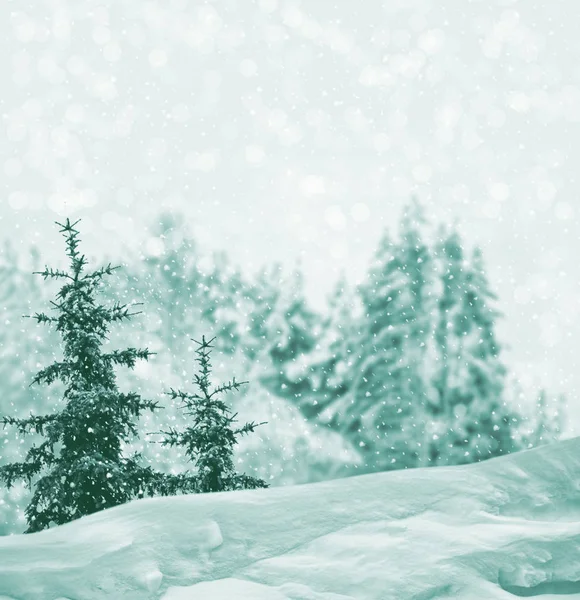 Foresta invernale ghiacciata con alberi innevati. — Foto Stock