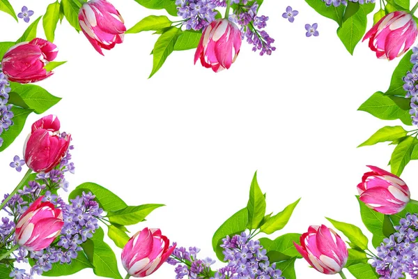 ดอกไม้ฤดูใบไม้ผลิ ดอกทิวลิป — ภาพถ่ายสต็อก