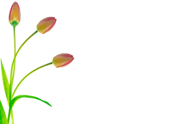 Spring flowers tulips — Stock Photo, Image