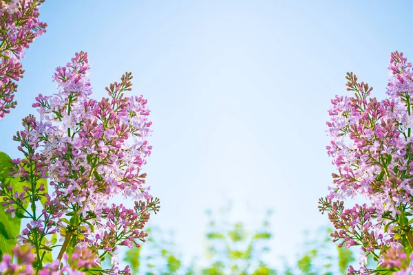 Flores brillantes y coloridas lila —  Fotos de Stock